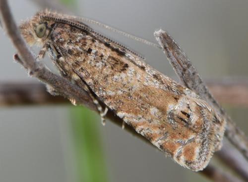 Réf. 213 281 : Pelochrista fusculana